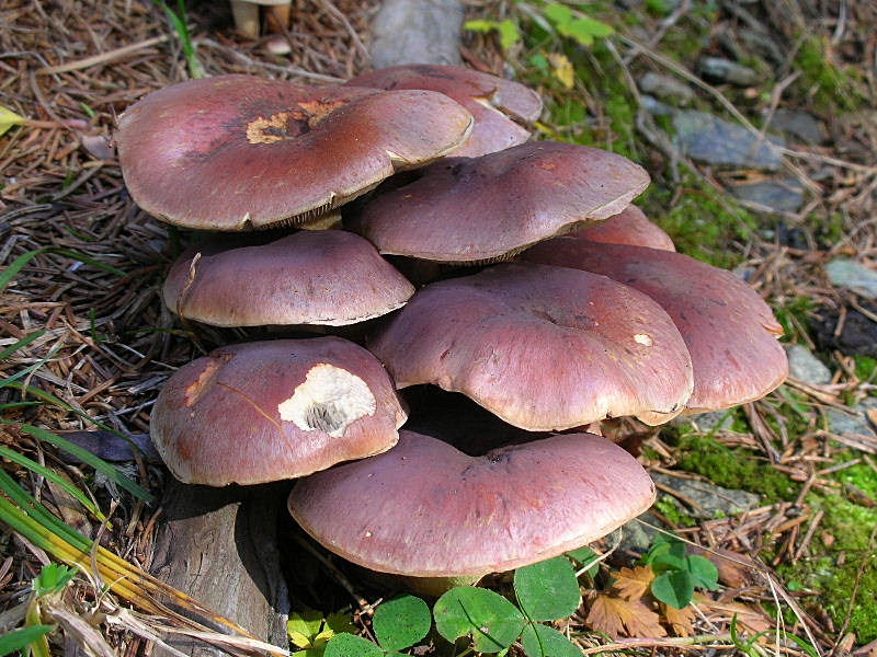 Hypholoma sublateritium